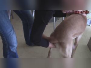 Bestiality sex video with a mature woman and her dog