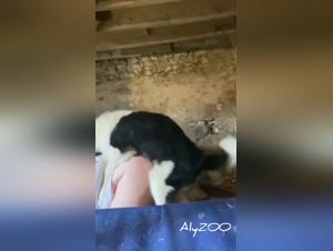 La salope epouse se livre a une baise intense avec son chien