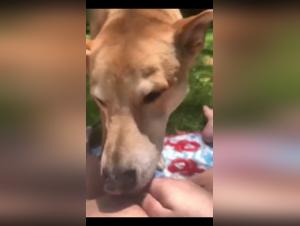 Esplorazione perversa di un adolescente e del suo cane