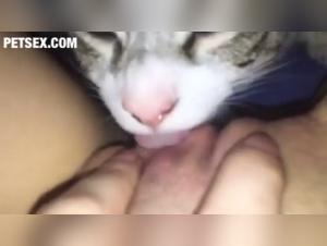 Bestiality: a feline pussy gets filled by a four-legged friend
