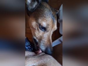 Chien Dominant, Femme Soumise : Une Sodomie Savage et Défonçante
