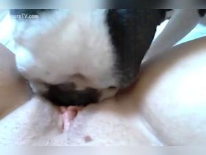 Bestiality sex video with dog