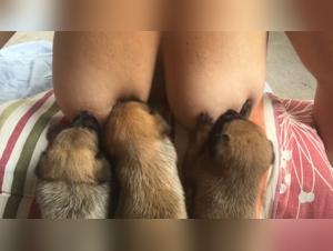 Sesso canino, il potere della seduzione.