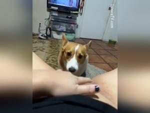 Hundedominanz: Eine Schlampe mit tierischem Rhythmus