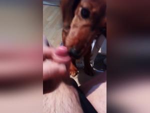 Dog sex video: small penis, licking and blowjob