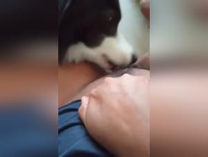 Bestiality sex video: a woman and her dog