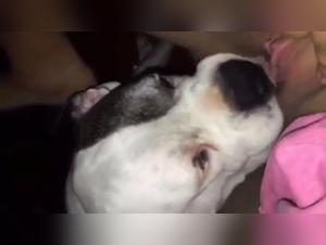 Discover the world of bestiality and dog sex