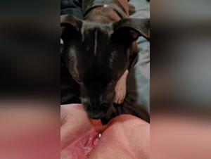 Bestiality video: discover ecstasy with a dog