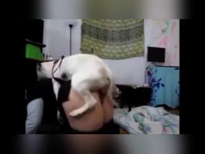 Dog Sex Video