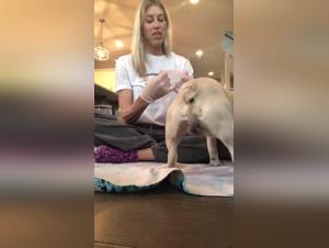 show beastiality french bulldog