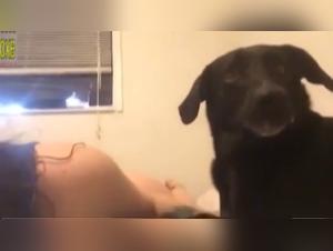 Explorez les Limites de l'Extase avec cette Rencontre Bestiale