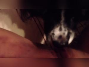 Watch this Slut Get Fucked by a Dog