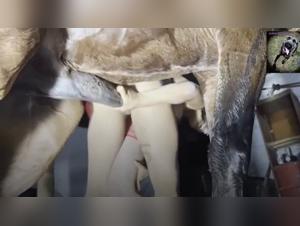 strayx : l'indomptable dans l'interdit