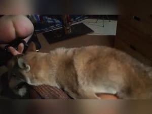 Discover Suzan in an extreme bestiality video