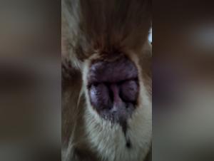 Discover the bestial passion in this fourth part