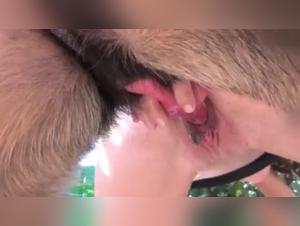 pornoscum, dogfuck e impulsi insaziabili: immergiti nel caos