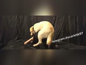 Animal, K9 and debauchery submission in the zoo