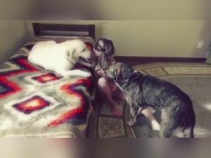 Unveil the darkest fantasies: extreme dog sex