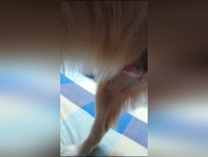 Dog Fucked: Raw Passion