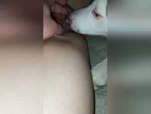 Hundedominanz: Wilder Fick auf unbekannte Frau