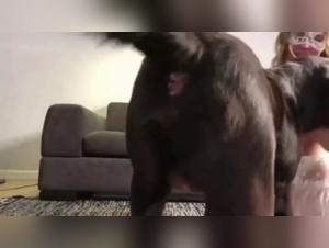 Experience the Thrill of Dog Sex Videos