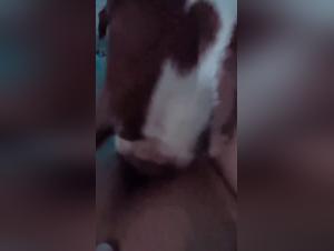 Suns and Dogs: video porno del dominio degli animali