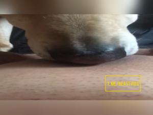 Desiderio selvaggio: quando il cane domina il piacere femminile