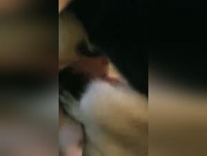 Bestiality Sex Video: Discover Ecstasy