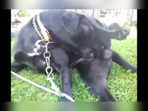 Ragazze, cani e piaceri indecenti - Scopri il sogno proibito