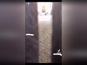 Intense Zoophilia Scene with a Dog