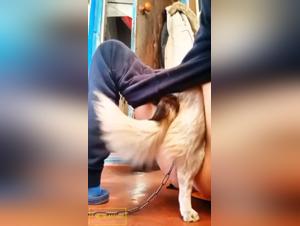 Erforschen wir die Grenzen des Verlangens: Ficken Sie mit Hunden