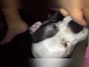 Watch this woman get licked by a dog in this zoophilia video