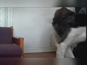 Esplorazione tabu: un gioco di potere e desiderio animale