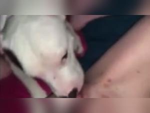 Bestiality Sex Videos: Discover the Pleasures of Zoophilia