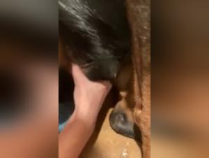 Video XXX in cui la passione umana incontra la passione canina