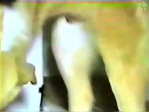 Dog Sex Video: An Exploration of Bestiality