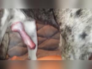 Animal sex video: A forbidden experience