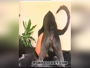 Raw animality: dog smashes woman mercilessly