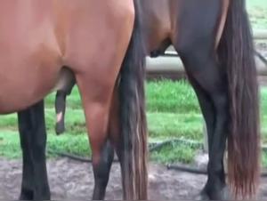 Discover Fascinating and Exciting Scenes with Horses