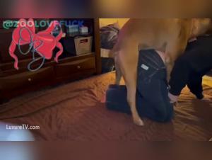 Viral Dog Moments: Action & Enthusiasm