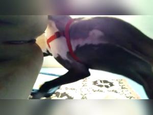 Svela gli impulsi oscuri: video brasiliani intensamente sensuali di Dog F*ck
