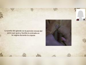 Knots, Sesso E Keed: Esplorando Passion Animalesca