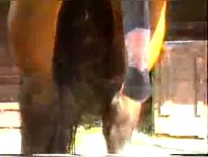 Video X Bestiality: The Horse and the Woman