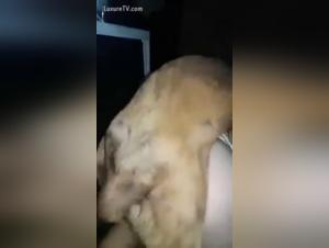 Ossessione selvaggia: le donne sotto il potere spietato del cane