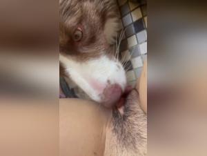 Zoophilia video: sex with a dog