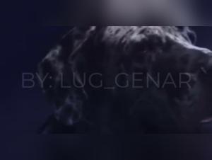 Bestiality sex video: zoophilia and forbidden pleasures