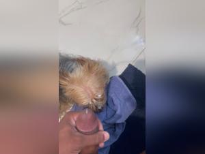 Vidéos de zoophilie extrêmes avec un petit chien