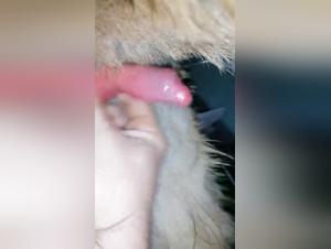 Discover the Forbidden World of Bestiality