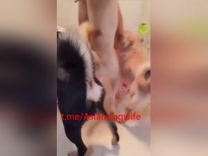 bloody bath, doggo cock in his mouth, disproportionate desire