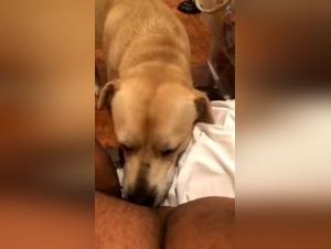 Bestiality sex video with a BBW and a dog